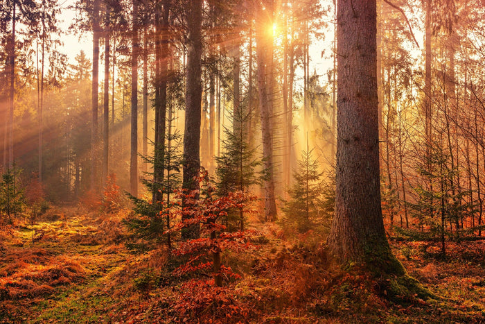 🍂 Decorating for autumn – Between tradition and timeless elegance