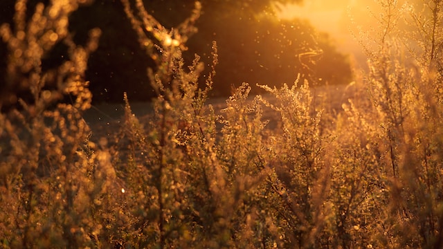 Über den Spätsommer, Pollen und antiallergene Tische aus Naturstein