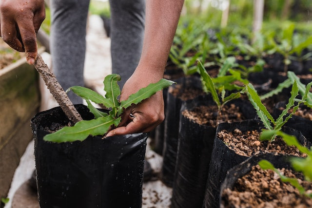 So gleicht das MAGNA Atelier seine CO₂ Emissionen aus - Etwas verändern mit Greenspark