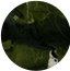 Avocatus